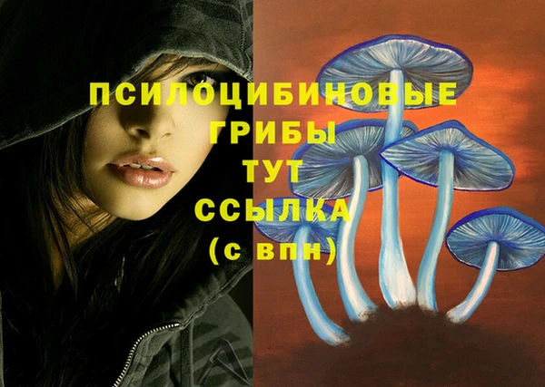 СК Новодвинск